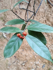 Gynochthodes umbellata