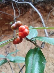 Gynochthodes umbellata