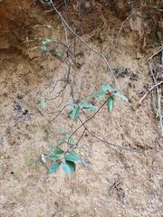 Gynochthodes umbellata