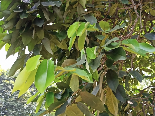 Velvet Persimmon (Diospyros discolor)
