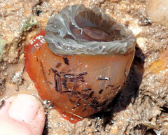 Isanemonia australis