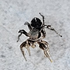 Habronattus schlingeri