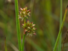 Juncus holoschoenus