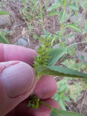 Acalypha neomexicana