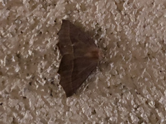 Tetracis cervinaria
