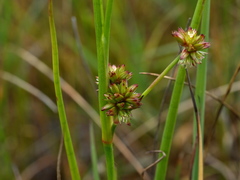 Juncus holoschoenus