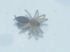 Lycosidae