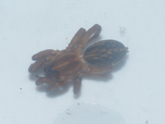 Lycosidae