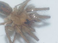Lycosidae