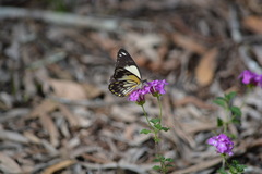 Belenois java teutonia