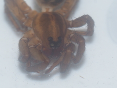 Lycosidae