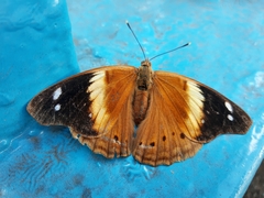 Asterocampa idyja argus