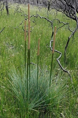 Xanthorrhoea concava
