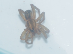 Lycosidae