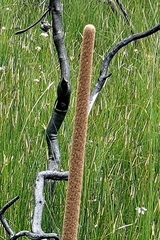 Xanthorrhoea concava