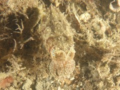 Sepia plangon