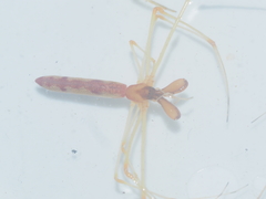Tetragnatha hasselti
