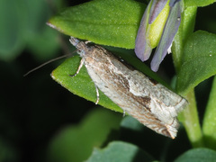 Ancylis geminana