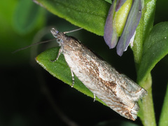 Ancylis geminana