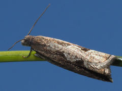 Ancylis geminana