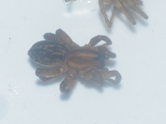 Lycosidae