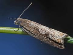 Ancylis geminana