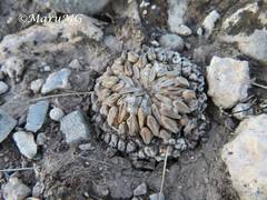 Pelecyphora aselliformis