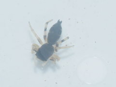 Cosmophasis thalassina