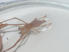 Tetragnatha