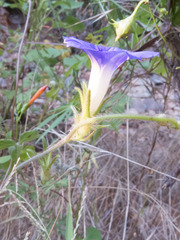 Ipomoea barbatisepala
