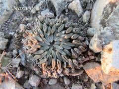 Pelecyphora aselliformis