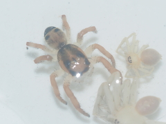 Hyllus diardi