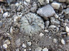 Pelecyphora aselliformis