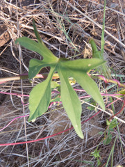 Ipomoea barbatisepala