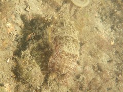 Sepia plangon