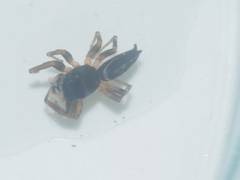 Cosmophasis thalassina