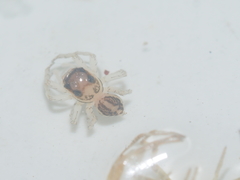 Phintelloides versicolor