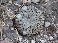 Pelecyphora aselliformis