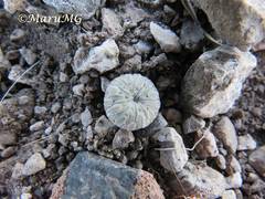 Pelecyphora aselliformis