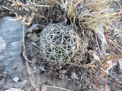 Coryphantha delicata