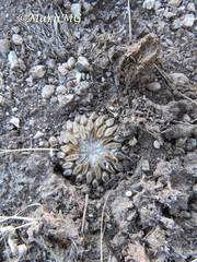 Pelecyphora aselliformis