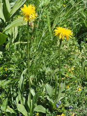 Crepis pontana
