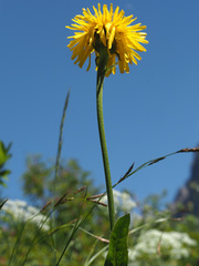 Crepis pontana