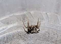 Habronattus schlingeri