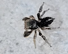 Habronattus schlingeri