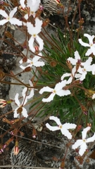 Stylidium spinulosum