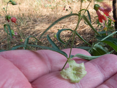 Mirabilis coccinea