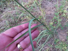 Leptochloa dubia