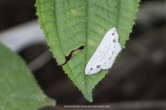 Scopula pulchellata agg