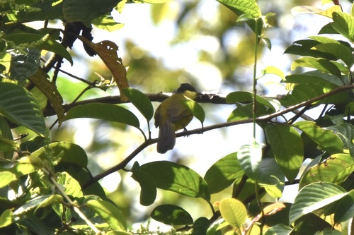 Bulbul de Borneo (Rubigula montis)